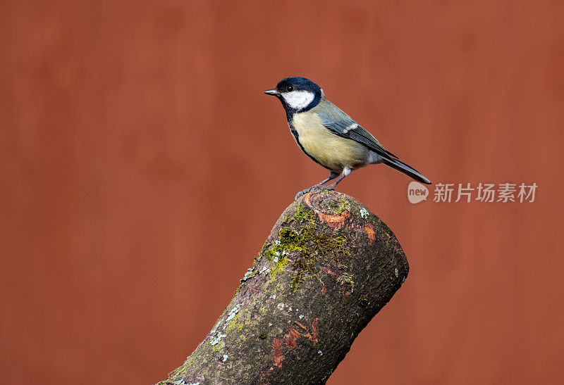 大山雀(Parus major)